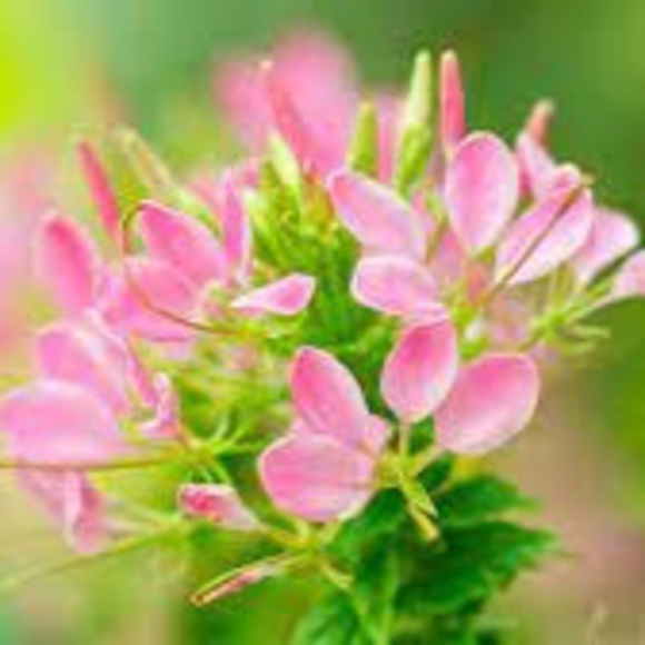 Meet your Posher, Leili - Picture 1 of 1